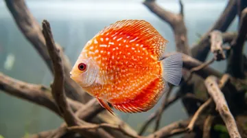 Pigeon Blood Snakeskin Discus
