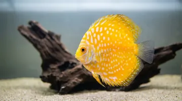 Pigeon Blood Yellow Discus