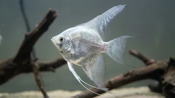 Platinum Angelfish