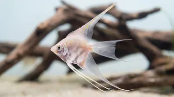Platinum Veil Angelfish