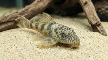 Purus Tiger Plecostomus