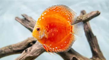 Rafflesia Discus