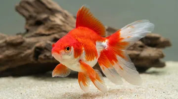 Red and White Ryukin Goldfish