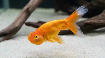 Red Bubble Eye Goldfish