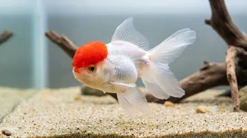 Red Cap Oranda Goldfish