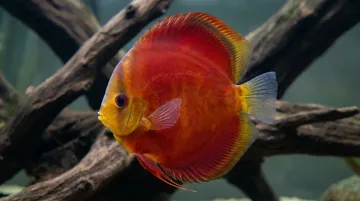 Red Cover Discus