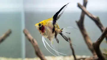 Red Devil Juvenile Angelfish