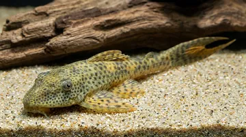Red Fin Thresher Plecostomus L-116