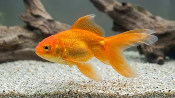 Red Pom Pom Goldfish