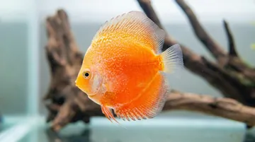 Red Stardust Snakeskin Discus