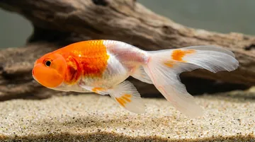 Red & White Bubble Eye Goldfish