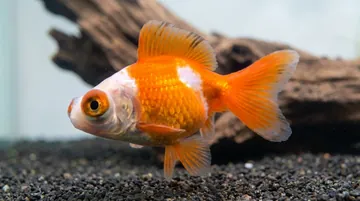Red & White Butterfly Goldfish