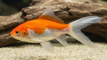 Red & White Comet (Sarasa) Goldfish