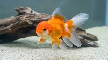 Red & White Oranda Goldfish