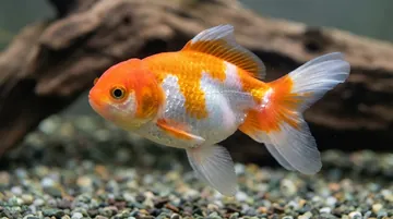 Red & White Ranchu Goldfish