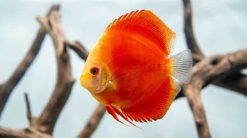Red Wine Discus