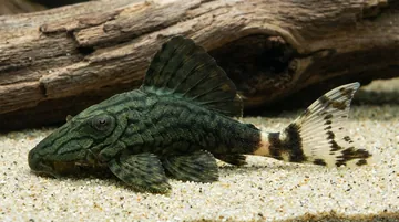Royal Plecostomus L-191