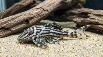 Royal Xingu Plecostomus L-027