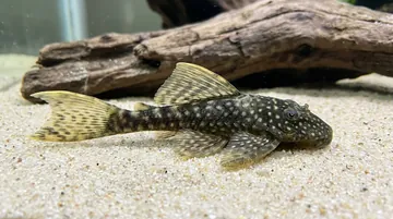 Sailfin Bushy Nose Plecostomus