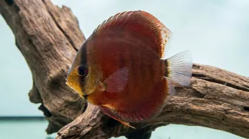 San Merah Discus