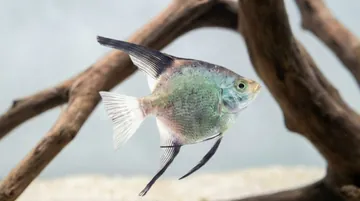 Seagull Angelfish