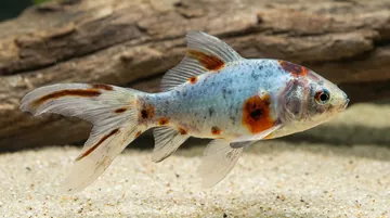 Shubunkin Goldfish