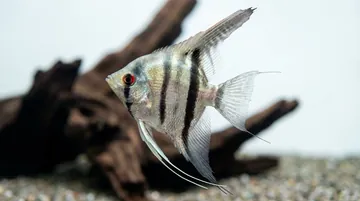 Silver Angelfish
