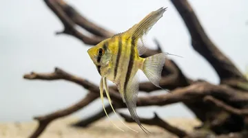 Silver Veil Angelfish