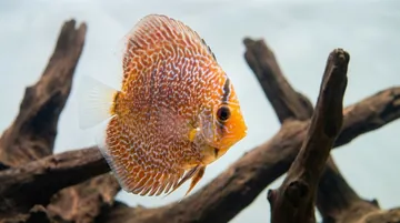 Snakeskin Red Spotted Discus