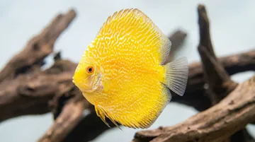 Snakeskin Yellow Discus