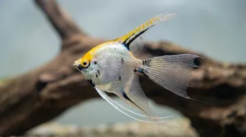 Star Burst Angelfish