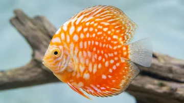 Stardust Discus