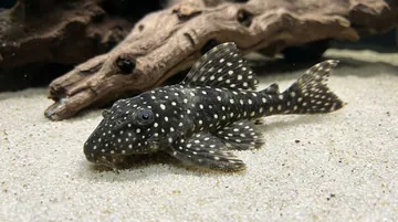 Starlight Bristlenose Plecostomus L-182