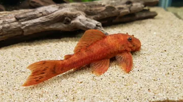 Super Red Bushy Nose Plecostomus