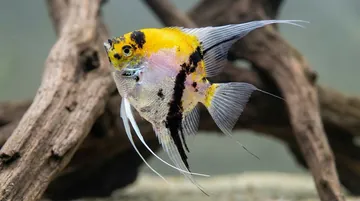 Super Red Devil Angelfish
