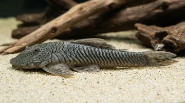 Thomsoni Rubbernose Plecostomus