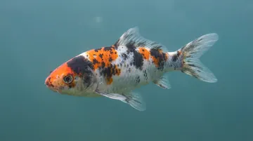 Tri Color Koi