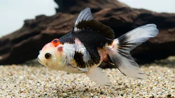 Tricolor Oranda Goldfish