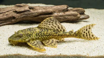 Trinidad Plecostomus