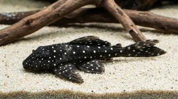 Vampire Plecostomus