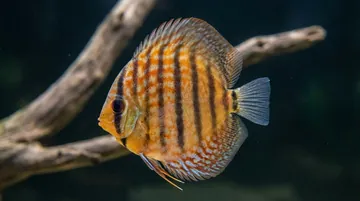 Vietnam Turquoise Discus
