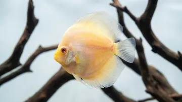 White Diamond Discus