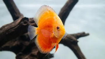 White & Red Discus