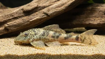 Worm Line Plecostomus L-121
