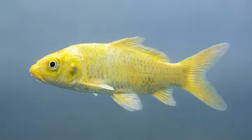 Yamabuki Ogon Koi