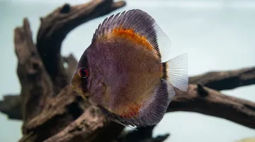 Yellow Ghost Discus