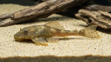 Yellow Plecostomus