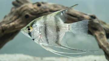 Zebra Lace Angelfish