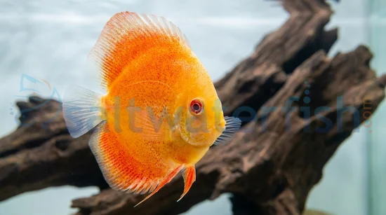Albino Discus