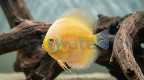 Albino Golden Discus